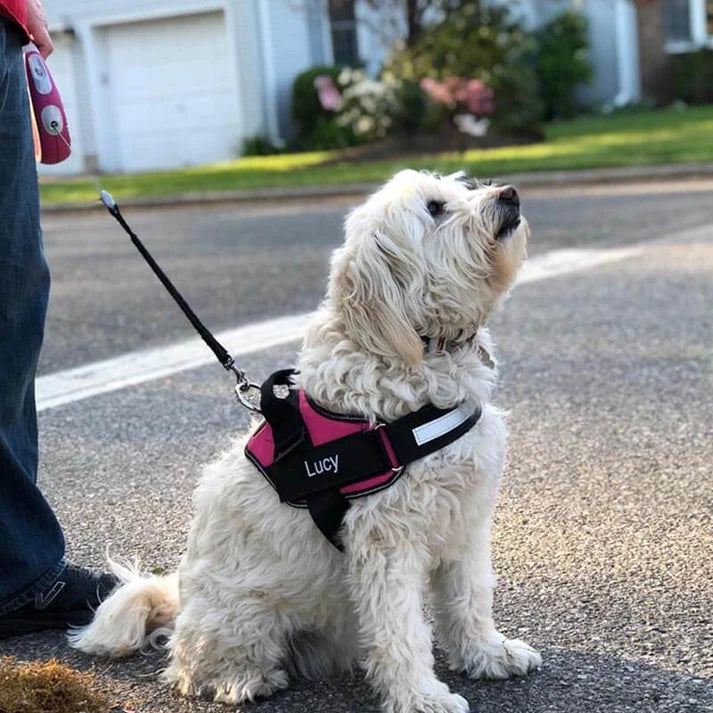 No-Pull Paw Harness