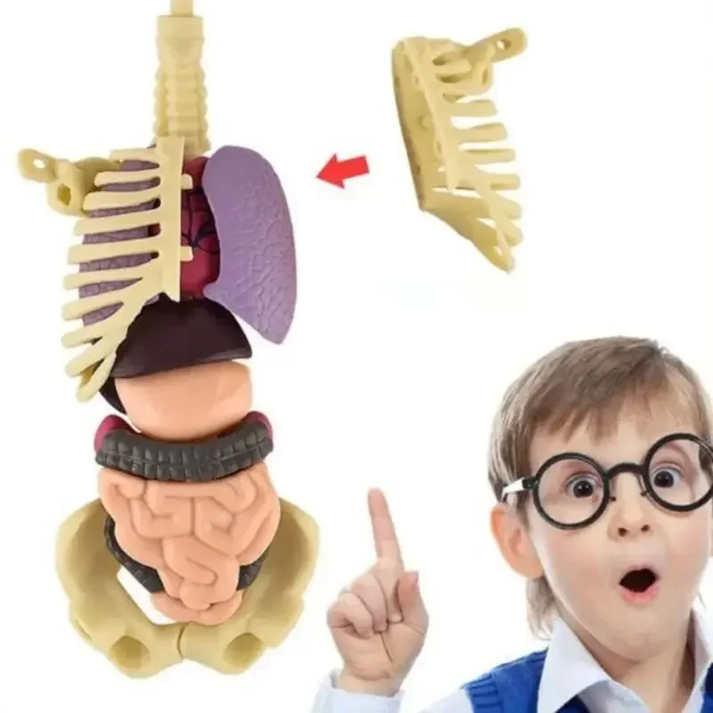 Human Body Assembly Toy