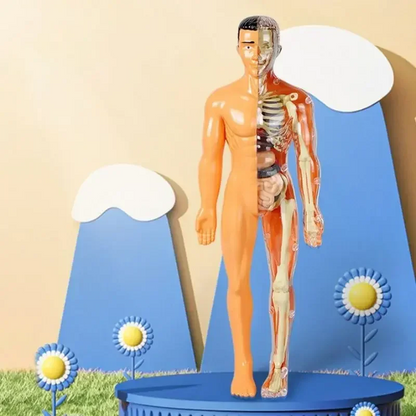 Human Body Assembly Toy