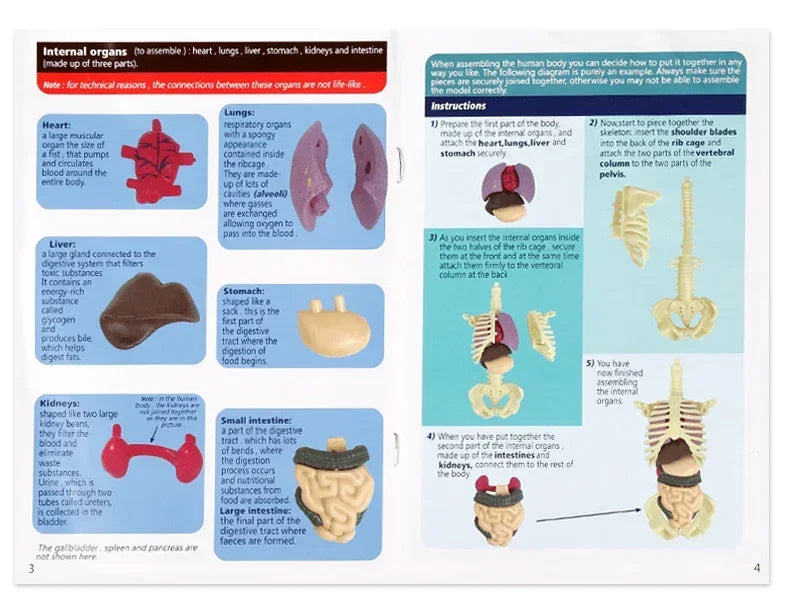 Human Body Assembly Toy