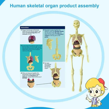 Human Body Assembly Toy