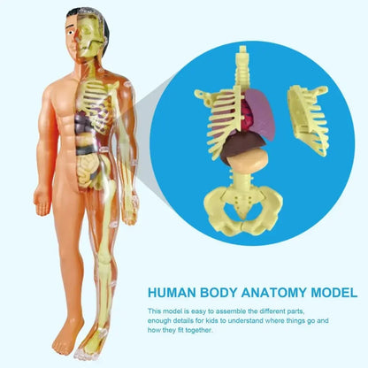 Human Body Assembly Toy