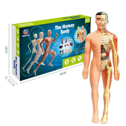 Human Body Assembly Toy