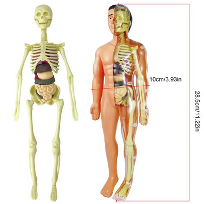 Human Body Assembly Toy