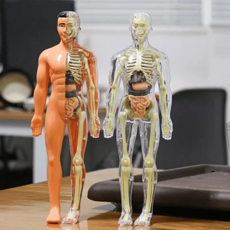 Human Body Assembly Toy