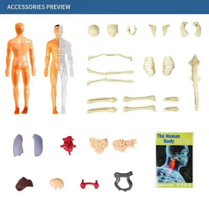 Human Body Assembly Toy