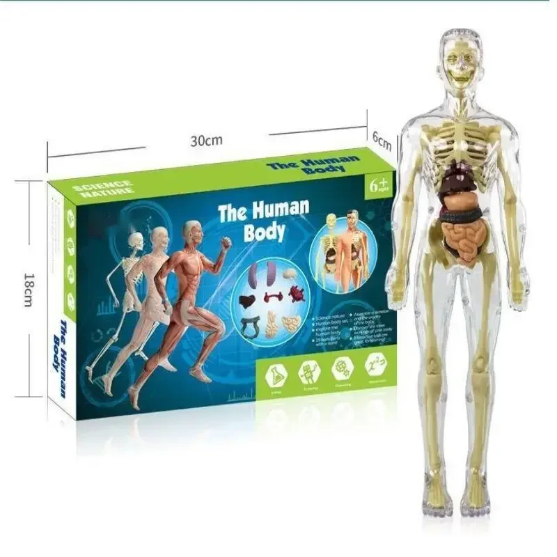 Human Body Assembly Toy